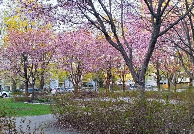 kukkivia kirsikkapuita Ruutanapuistossa